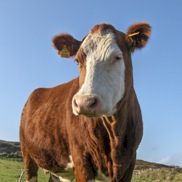 Cows In Ireland